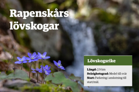 tips_1