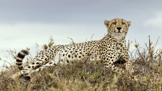 241116_171921_serengeti-02659