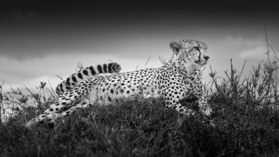 Gepard