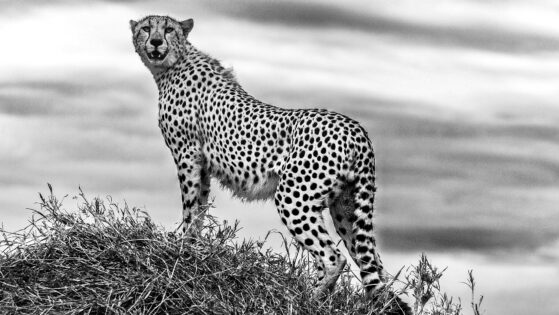 v4824 Siggesson Gepard copy