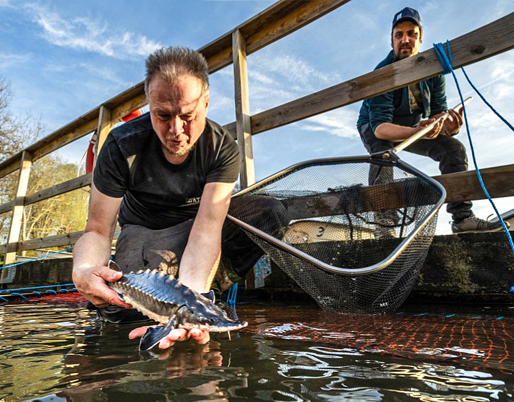 Atlantstören har återvänt till Göta älv