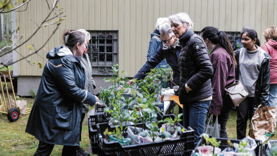 Trädgårdsmarknaden5